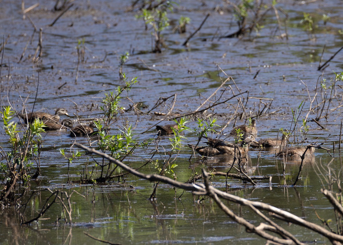 Wood Duck - ML620397145