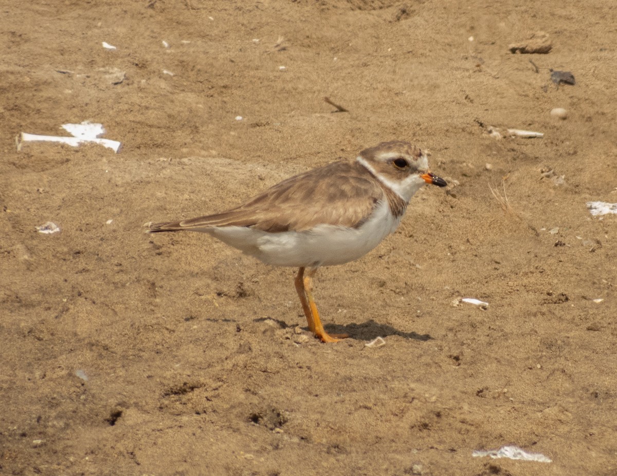 Semipalmated Plover - ML620397148