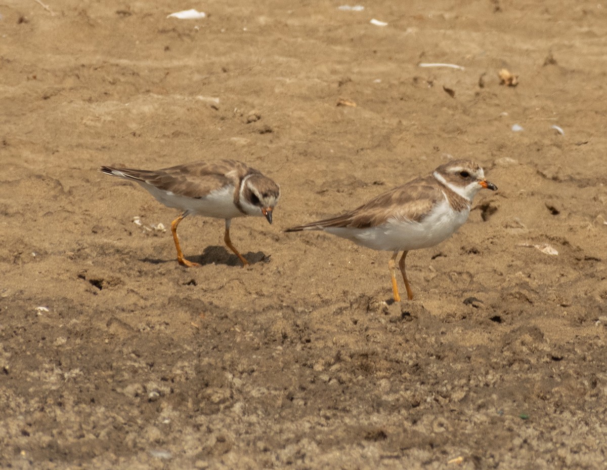 Semipalmated Plover - ML620397150