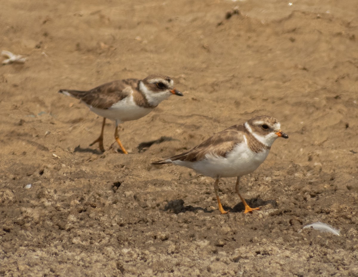 Semipalmated Plover - ML620397151