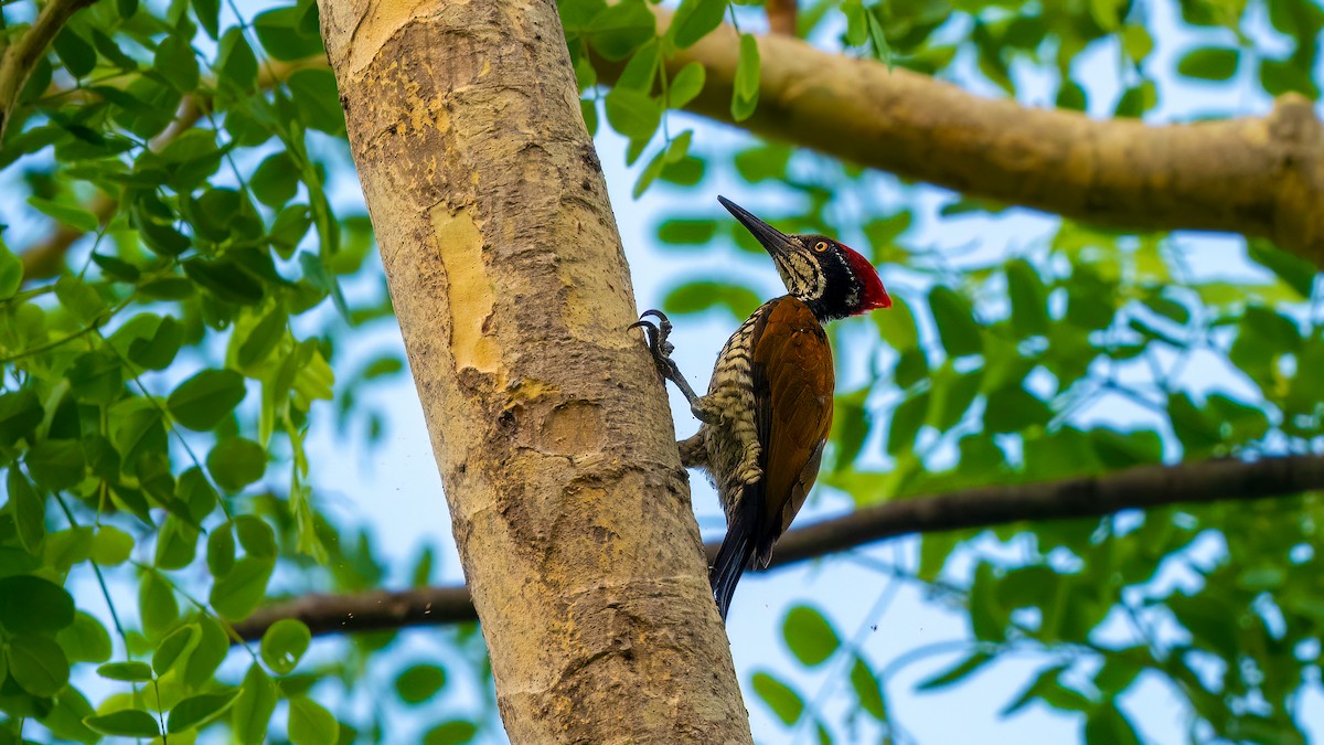 Black-rumped Flameback - ML620397157