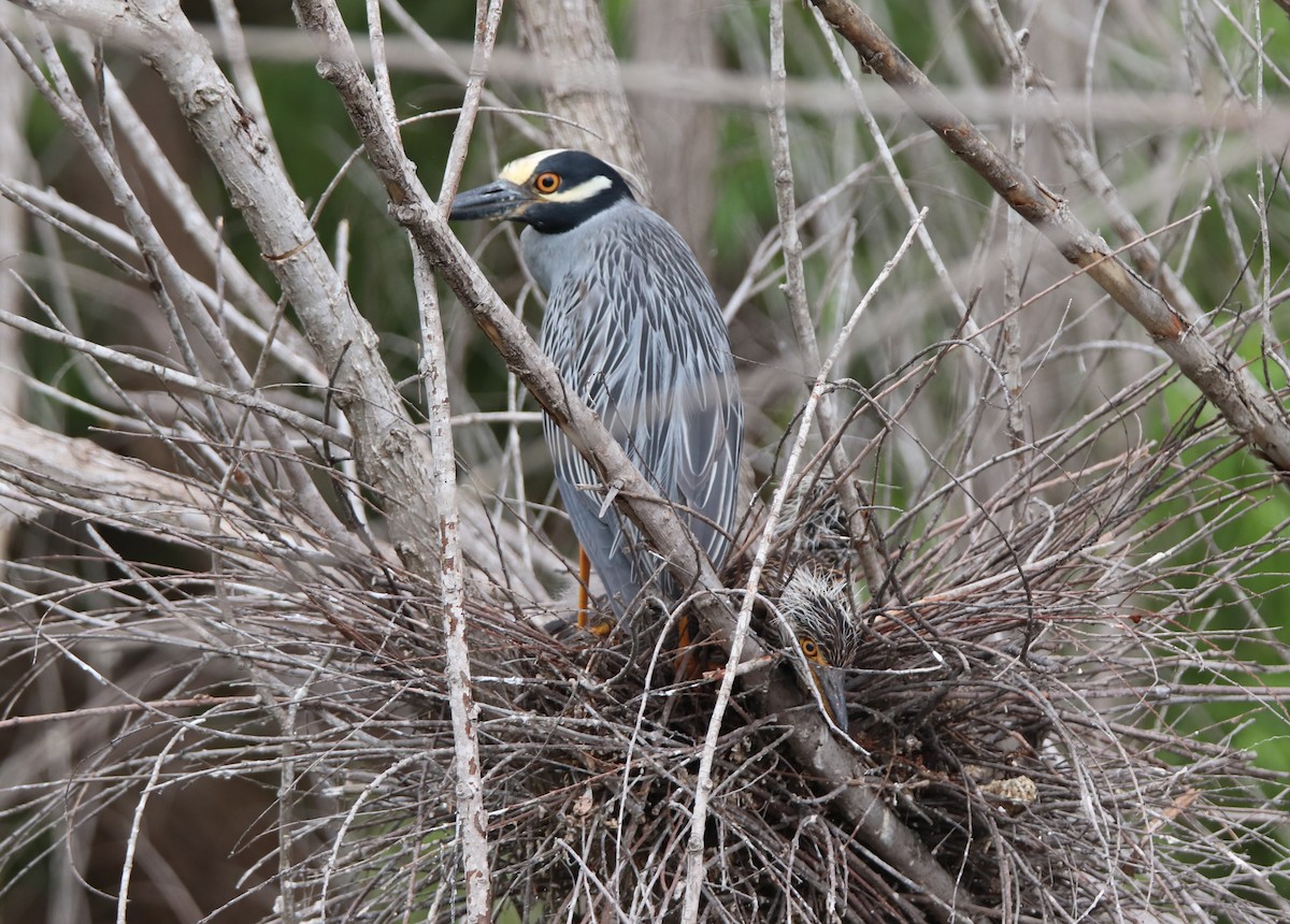 Yellow-crowned Night Heron - ML620397159