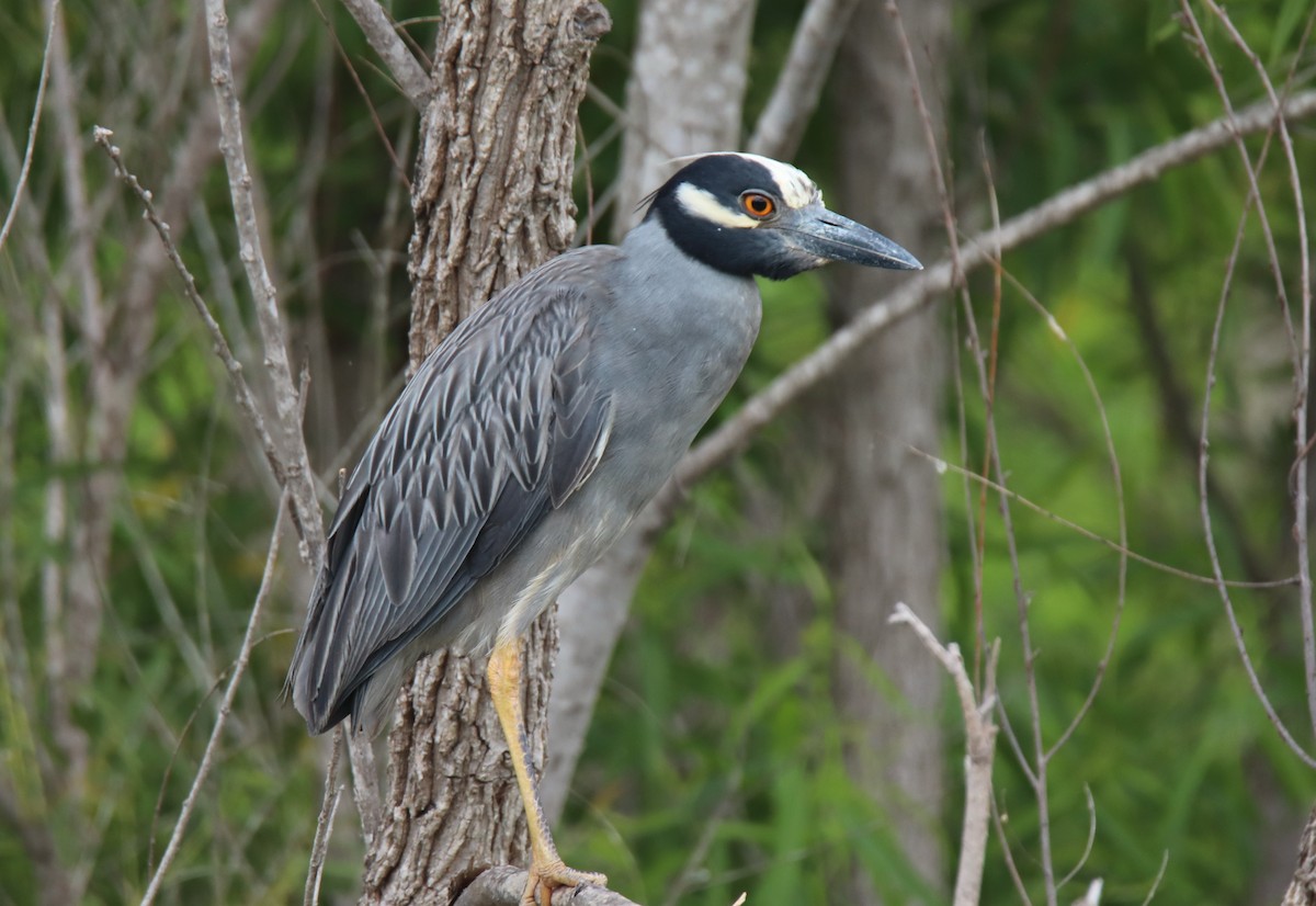 Yellow-crowned Night Heron - ML620397164