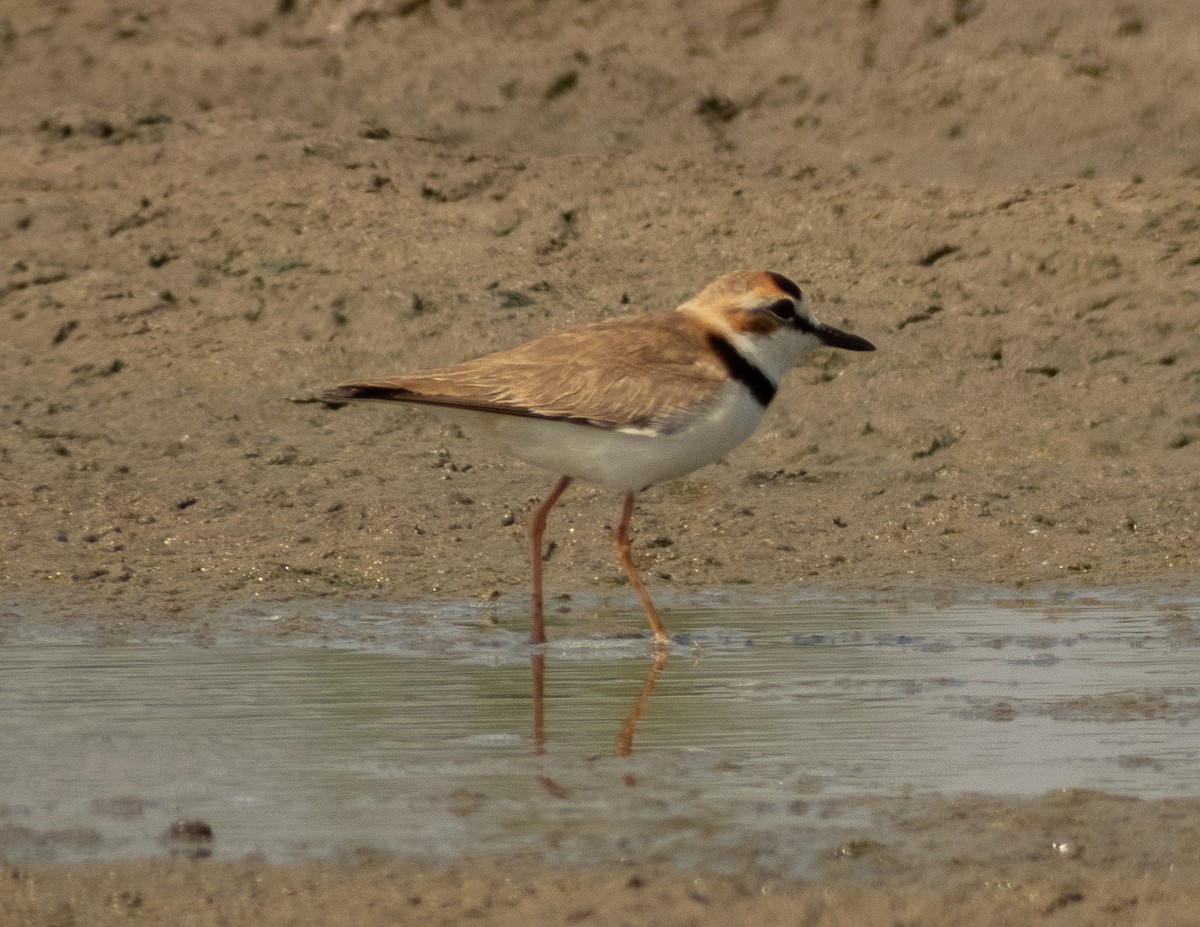 Collared Plover - ML620397165