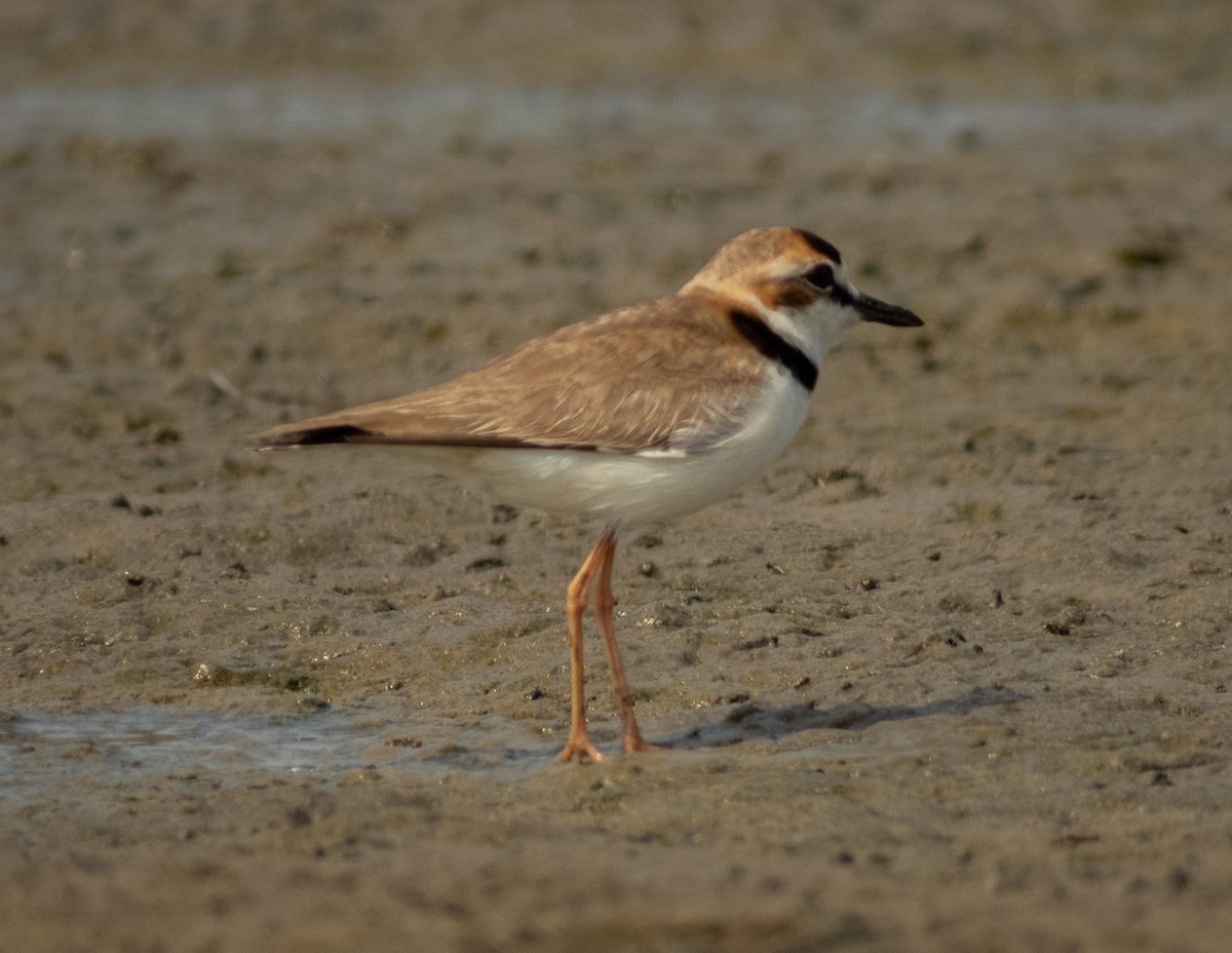 Collared Plover - ML620397166