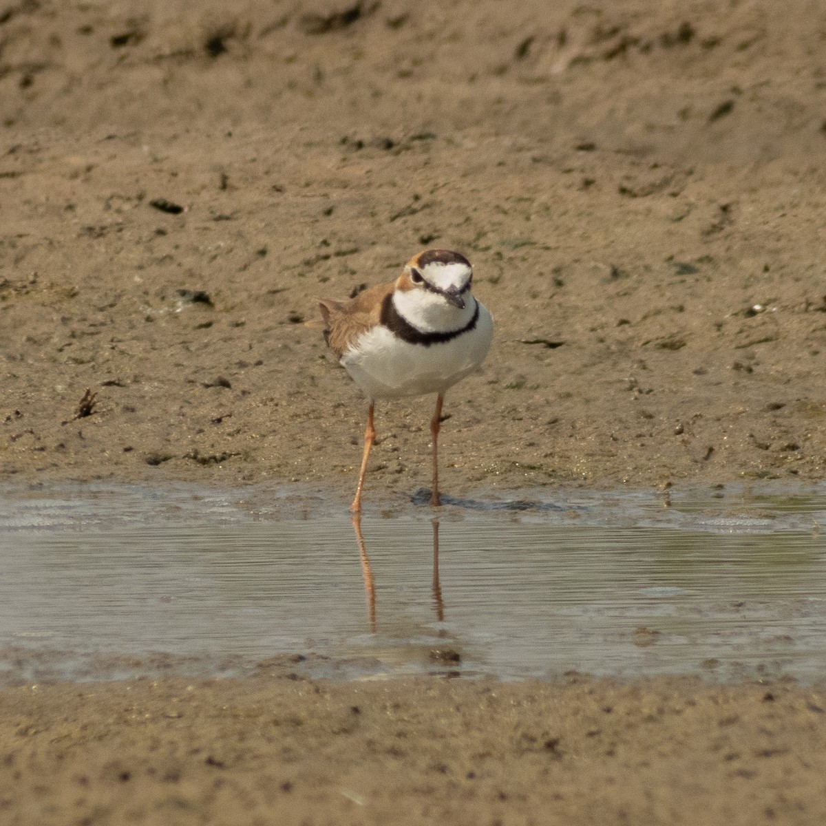 Collared Plover - ML620397167