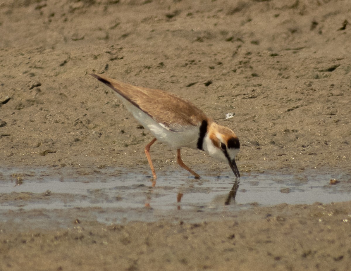 Collared Plover - ML620397168