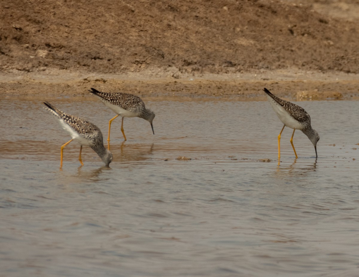 Lesser Yellowlegs - ML620397182