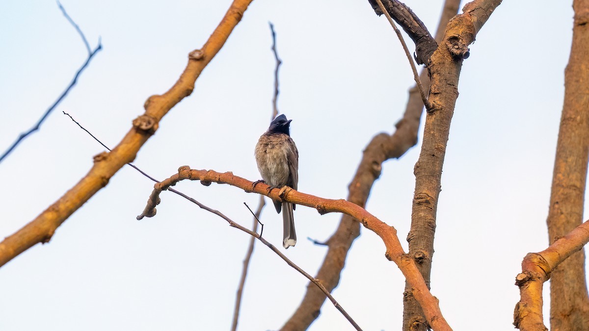 Red-vented Bulbul - ML620397188