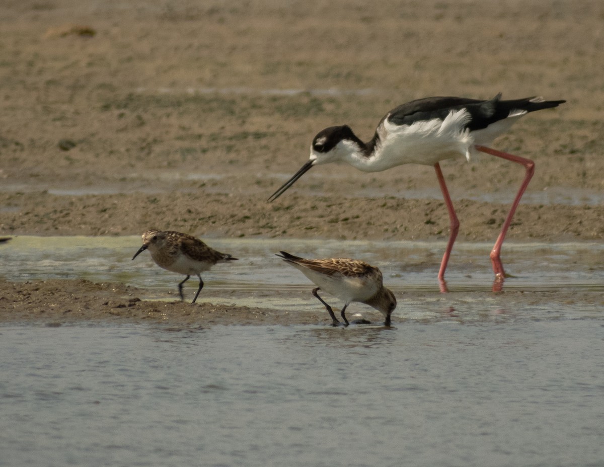 Bergstrandläufer - ML620397189