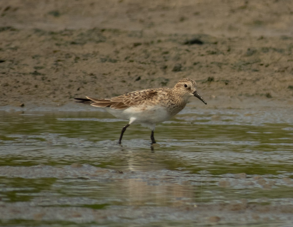 Bergstrandläufer - ML620397191