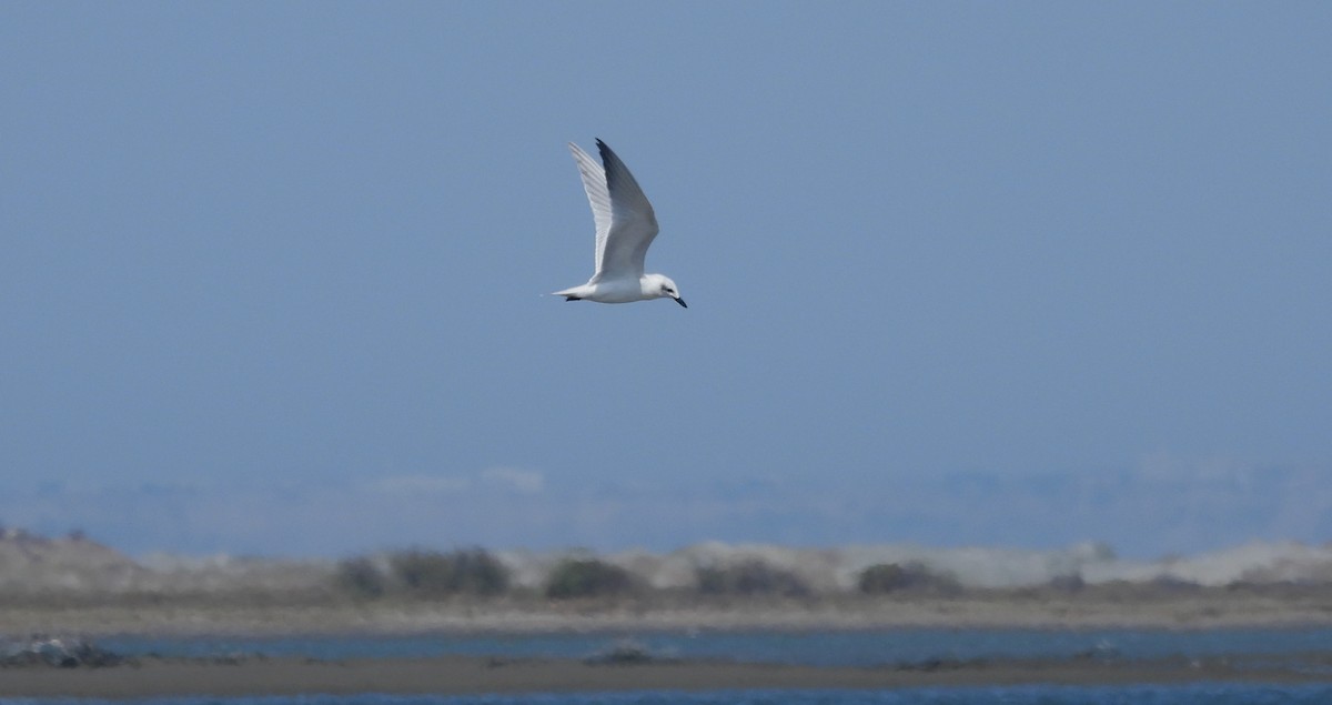 Gull-billed Tern - ML620397201