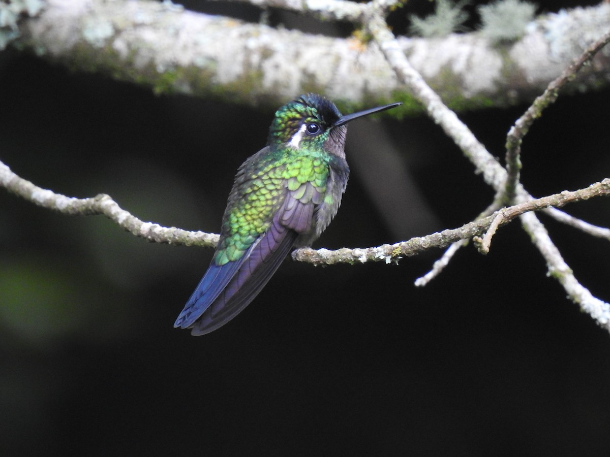 kolibřík fialovohrdlý - ML620397211
