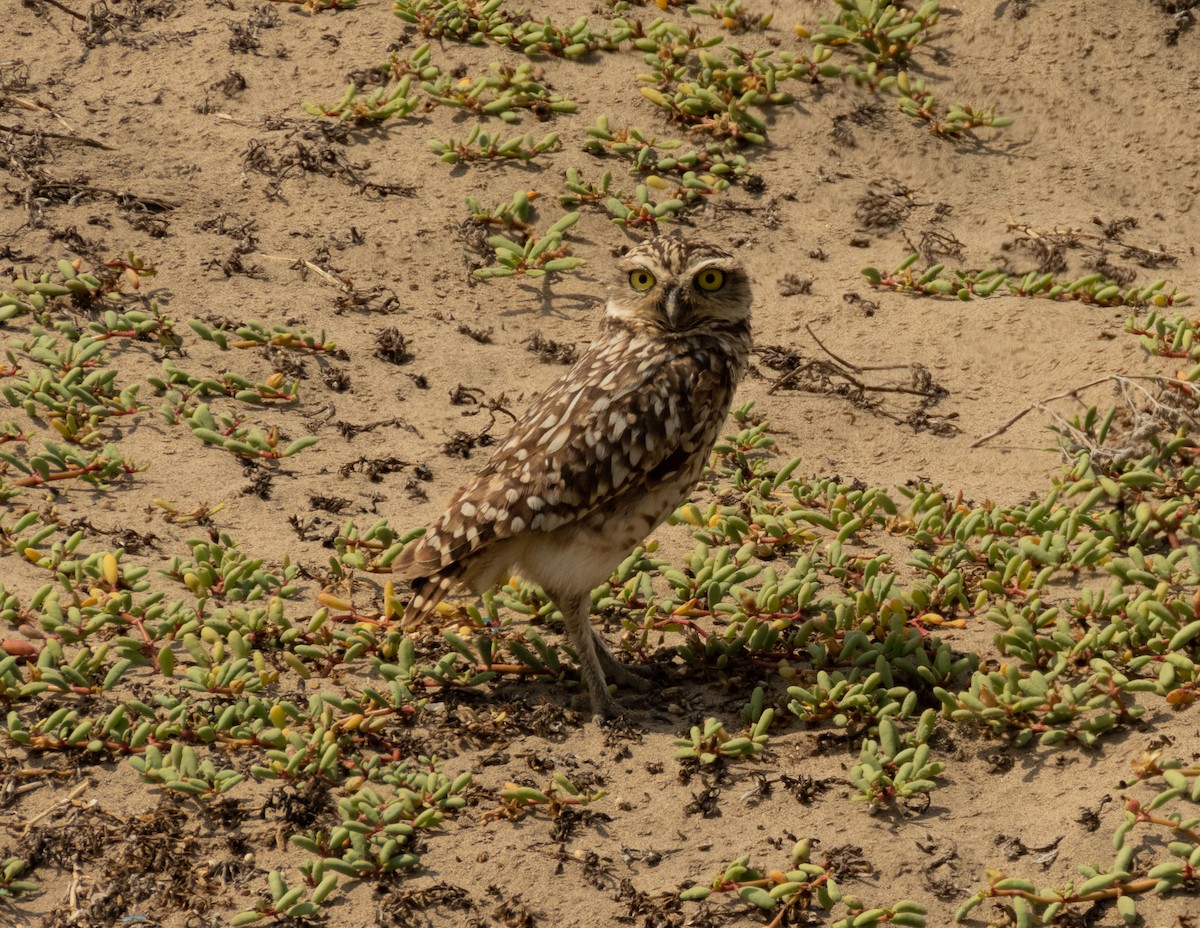 Burrowing Owl - ML620397213