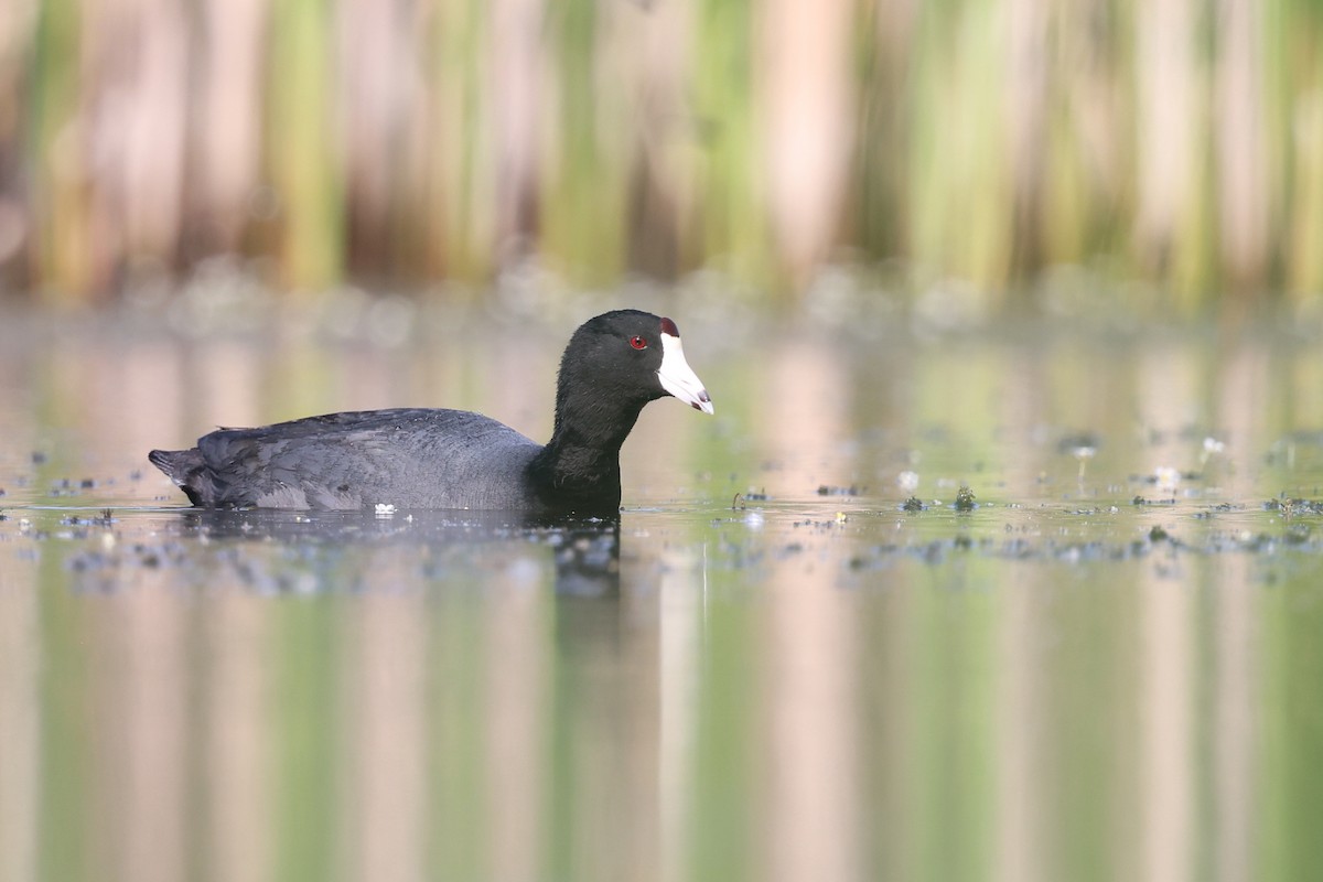American Coot - ML620397231