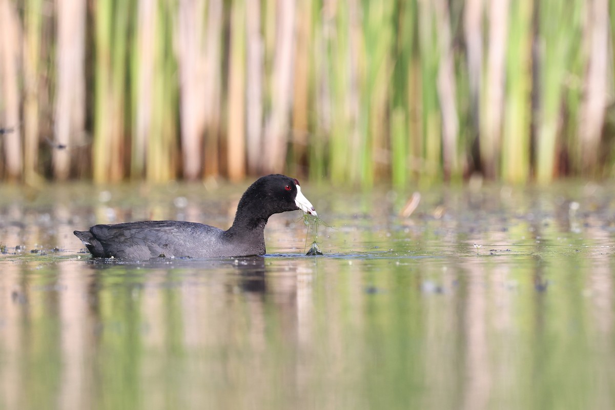 American Coot - ML620397232