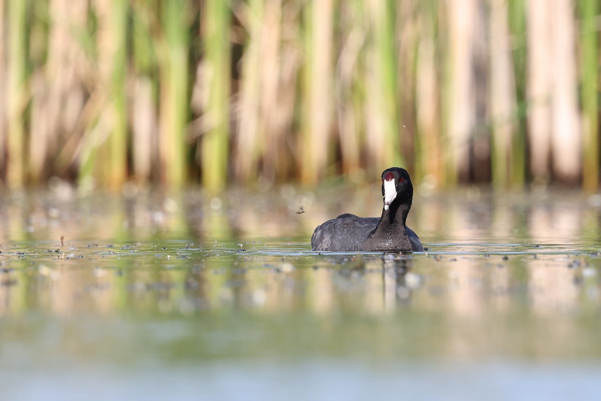 American Coot - ML620397233