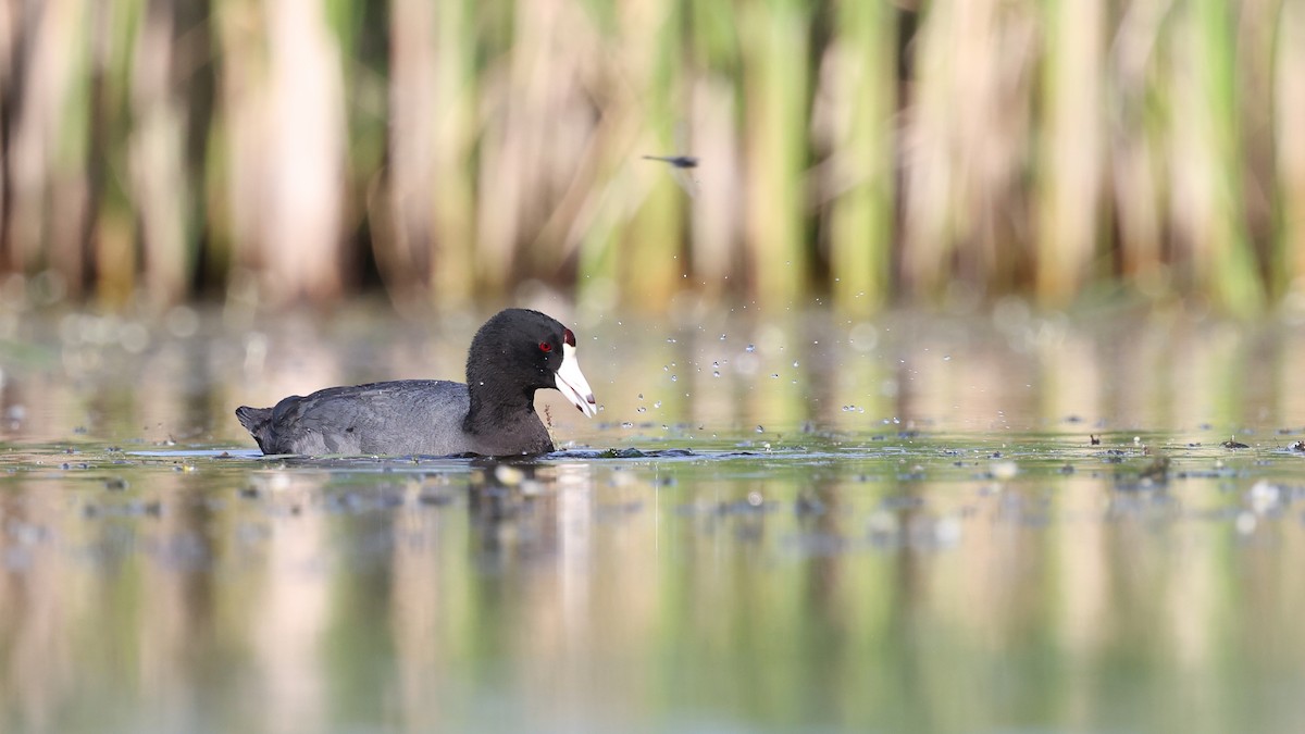 American Coot - ML620397234