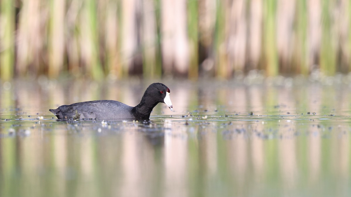 American Coot - ML620397235