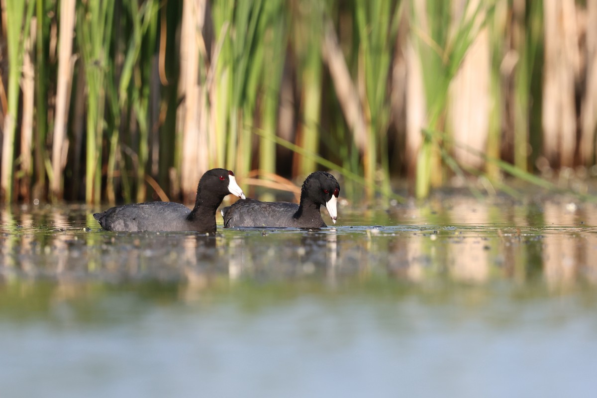 American Coot - ML620397236