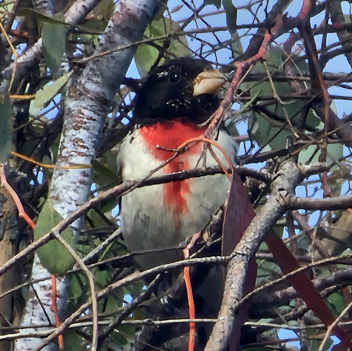 Rose-breasted Grosbeak - ML620397254