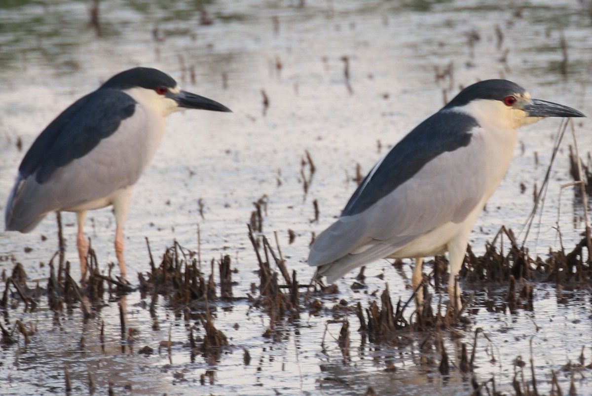 Black-crowned Night Heron - ML620397266