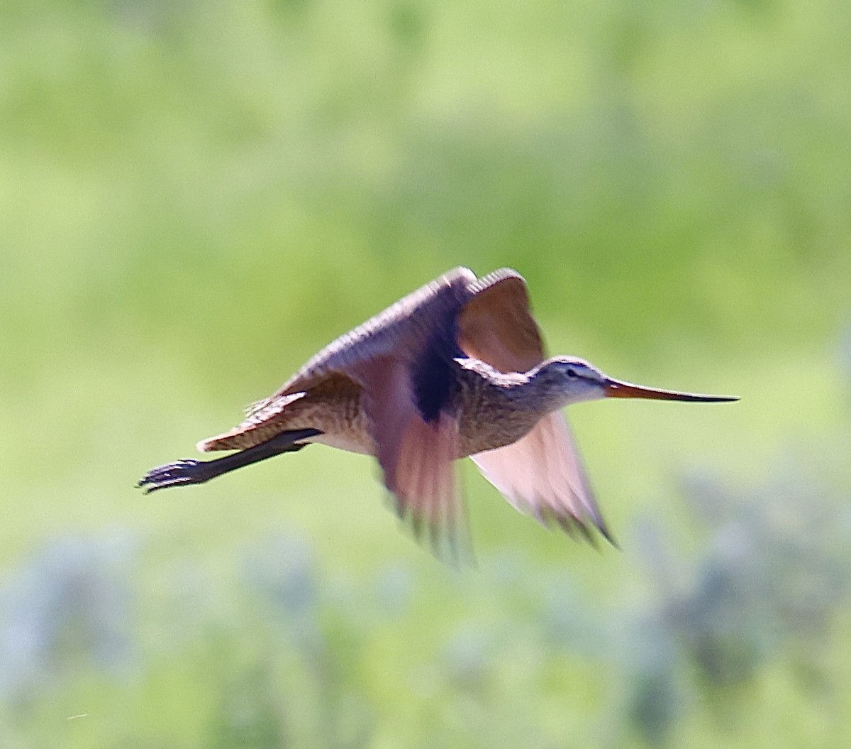 Marbled Godwit - ML620397270