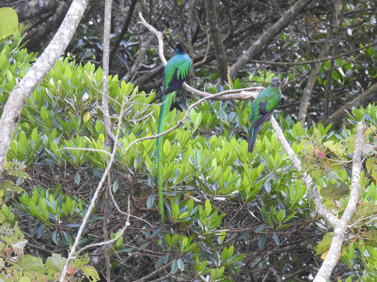 Resplendent Quetzal - ML620397271