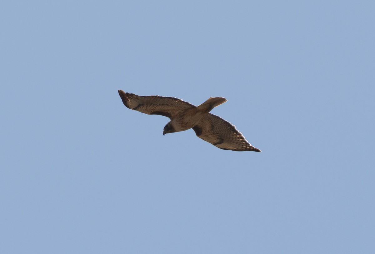 Red-tailed Hawk - ML620397278