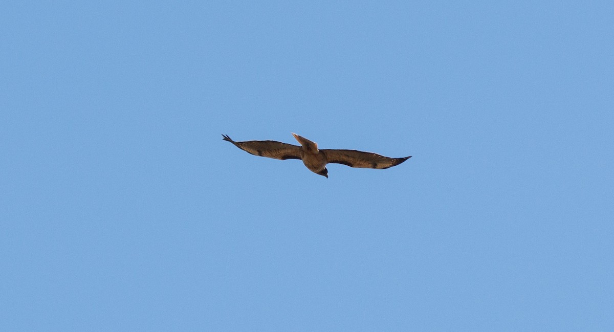 Red-tailed Hawk - ML620397280