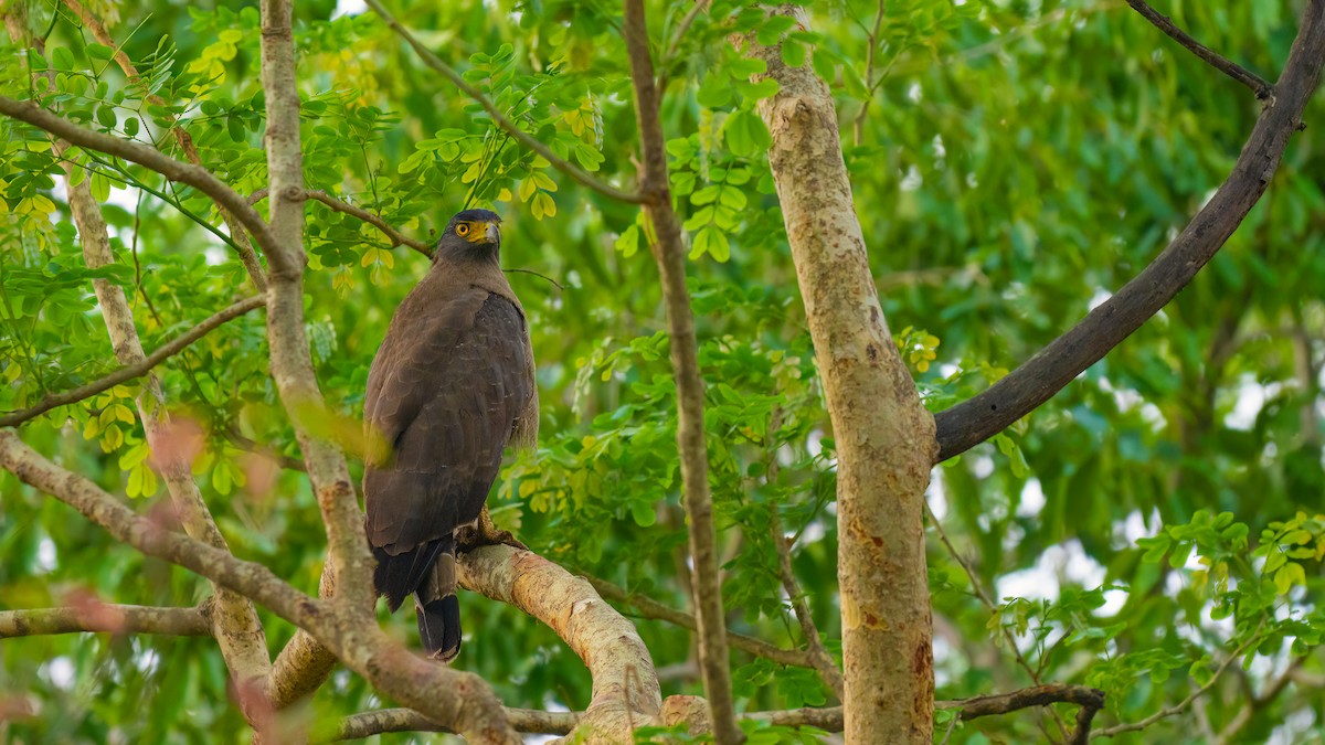 Crested Serpent-Eagle - ML620397287