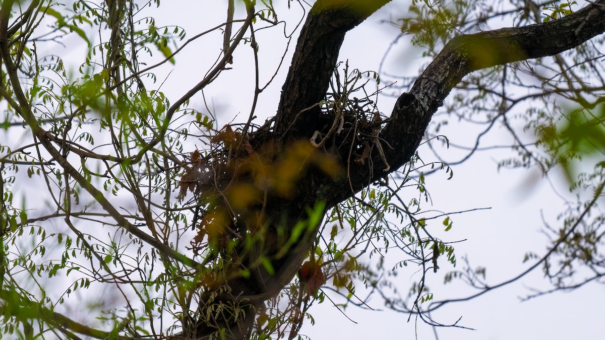 Crested Serpent-Eagle - ML620397288