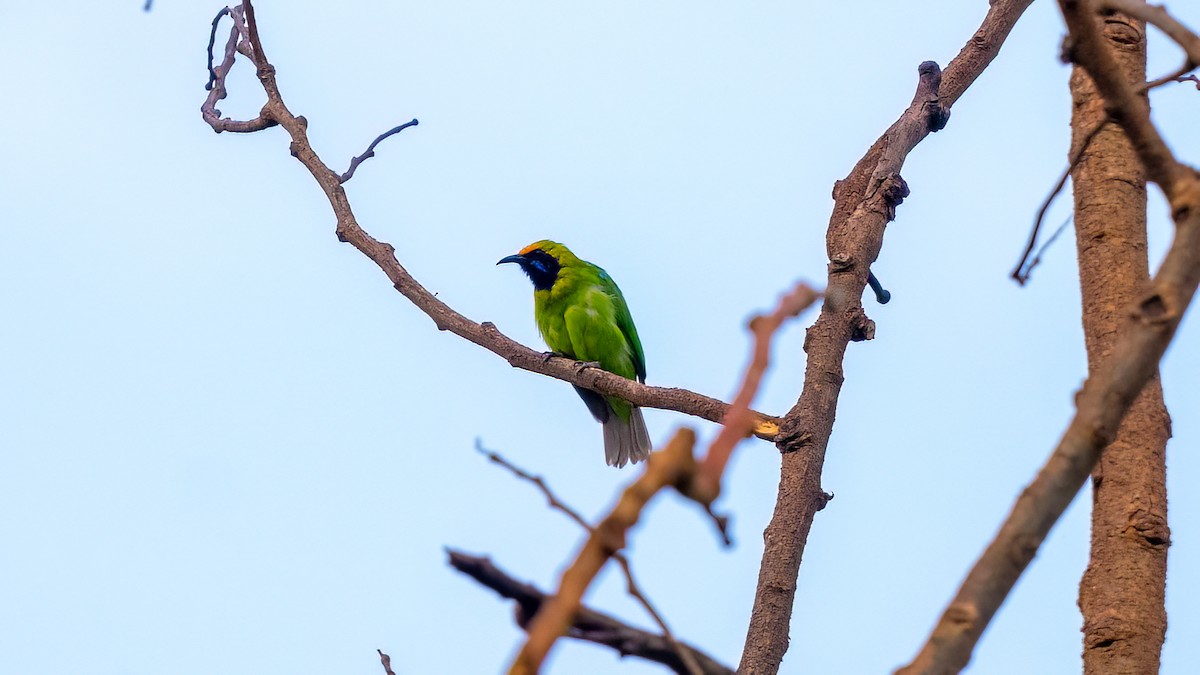 Golden-fronted Leafbird - Pankaj Maheria