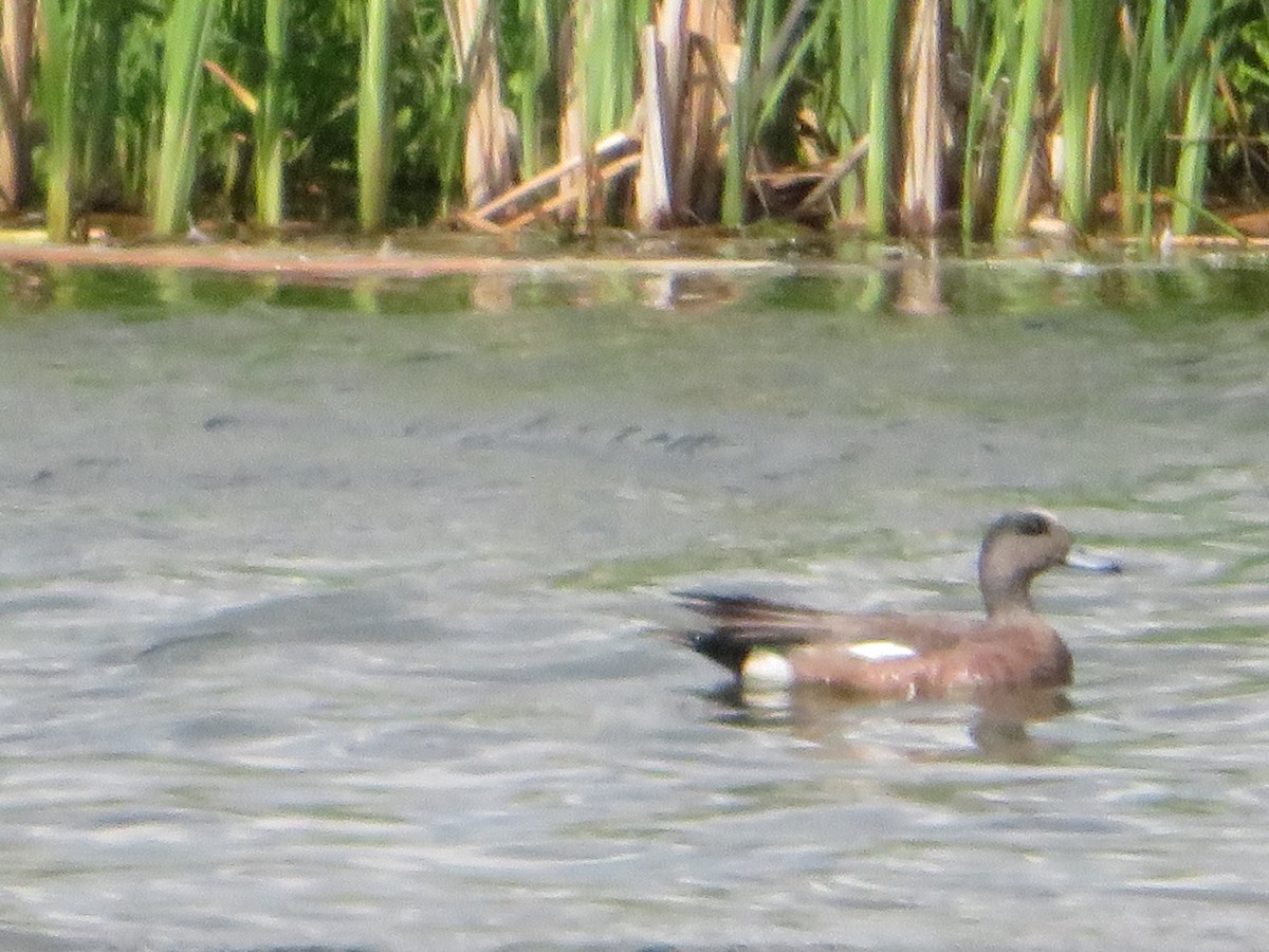 American Wigeon - ML620397294