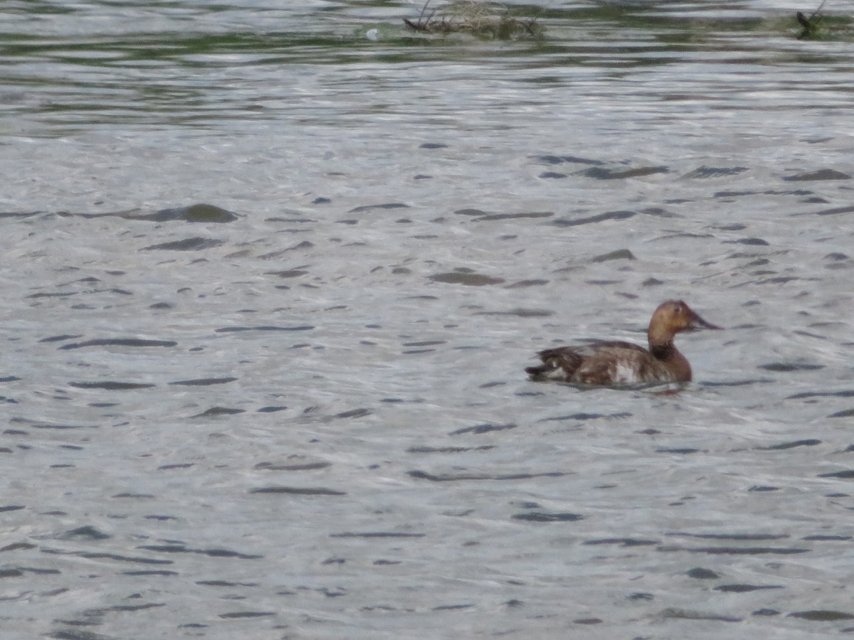 Canvasback - ML620397297