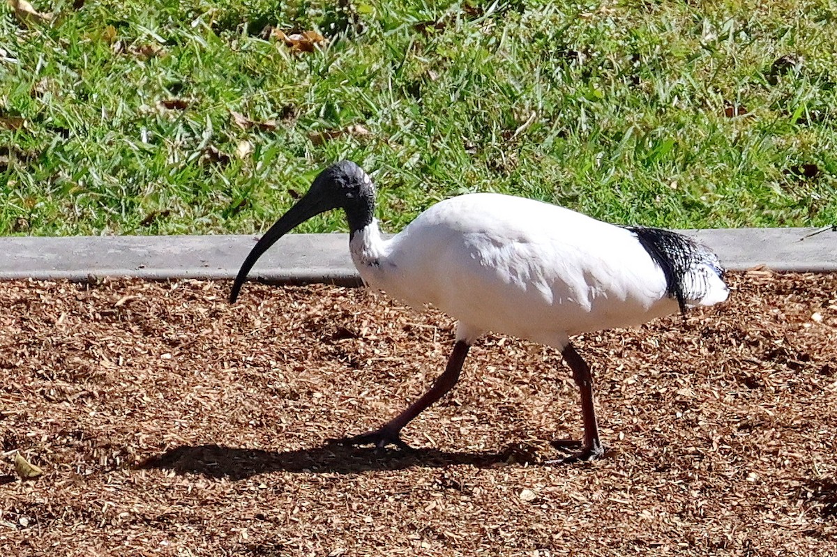 Australian Ibis - ML620397303