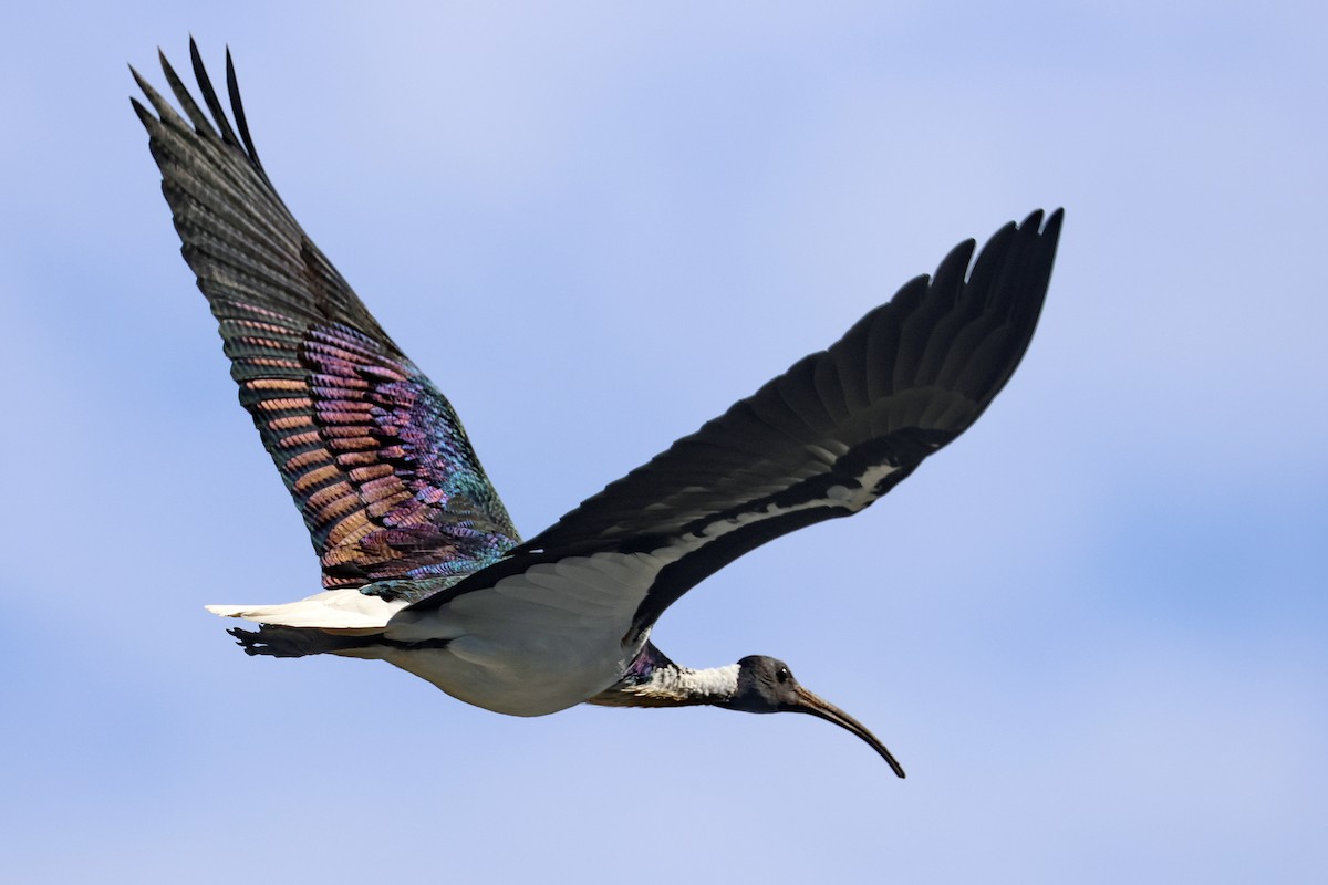 Straw-necked Ibis - ML620397304