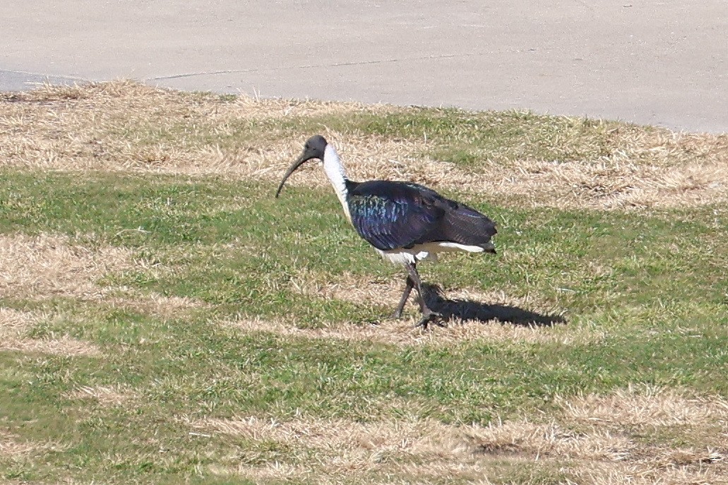 Straw-necked Ibis - ML620397308