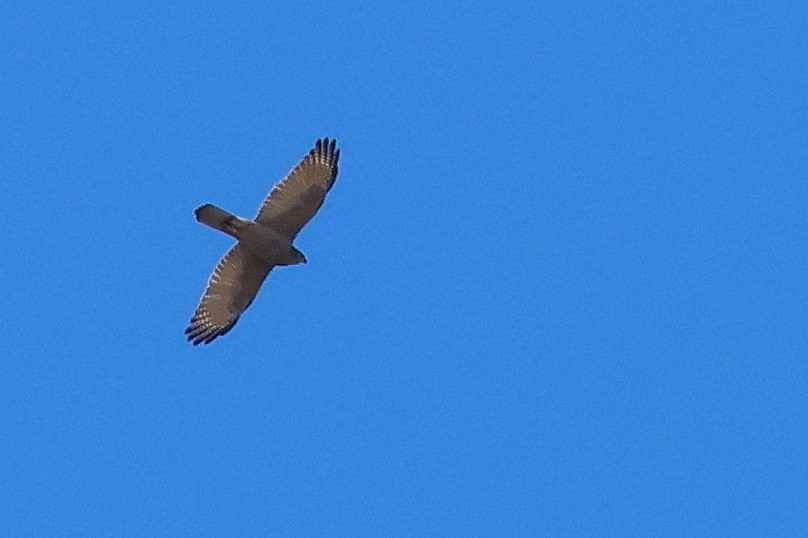 Brown Goshawk - ML620397312