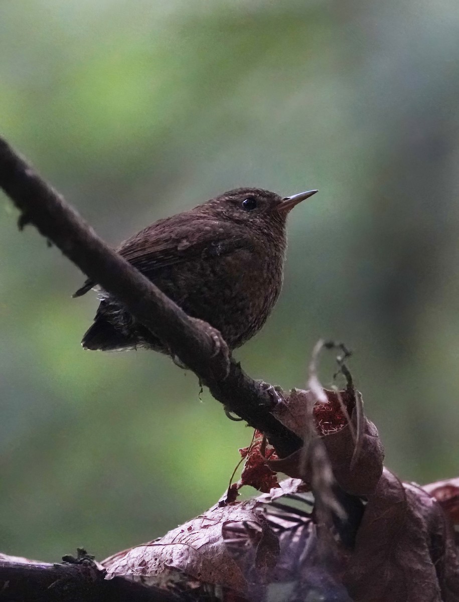 Pacific Wren - ML620397313