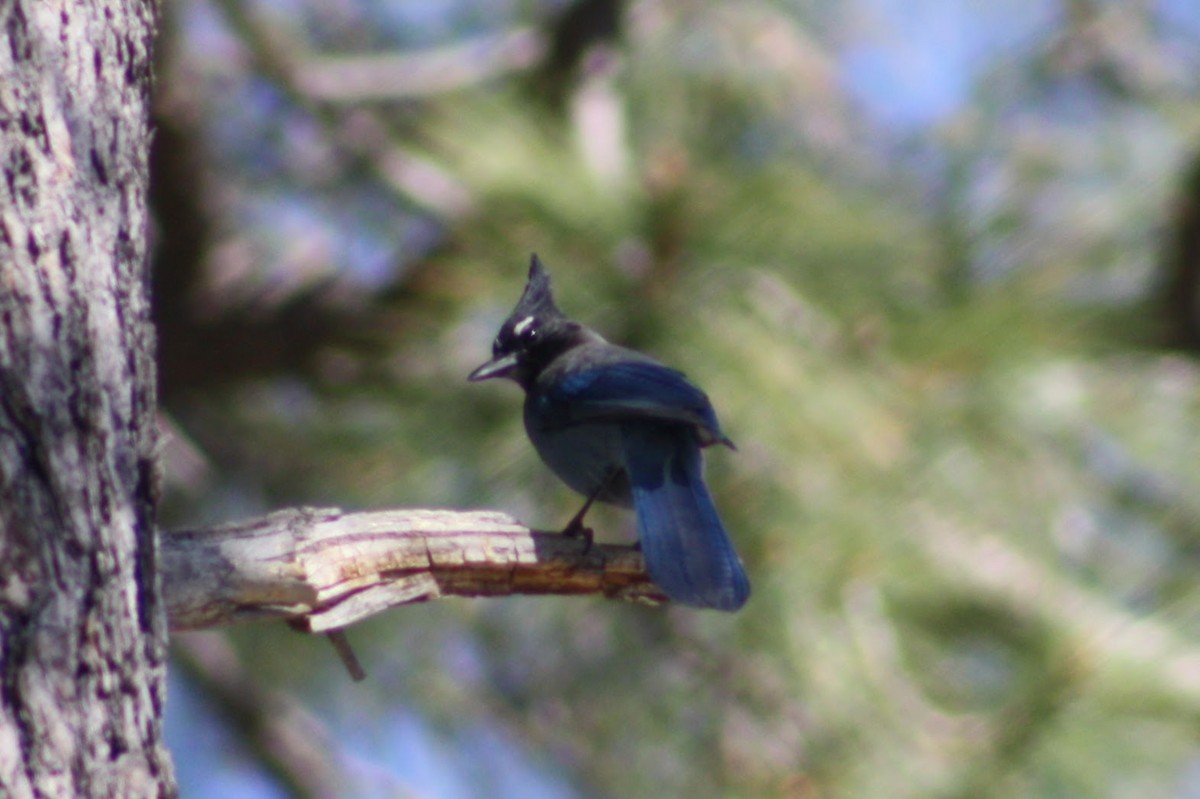 Steller's Jay - ML620397333