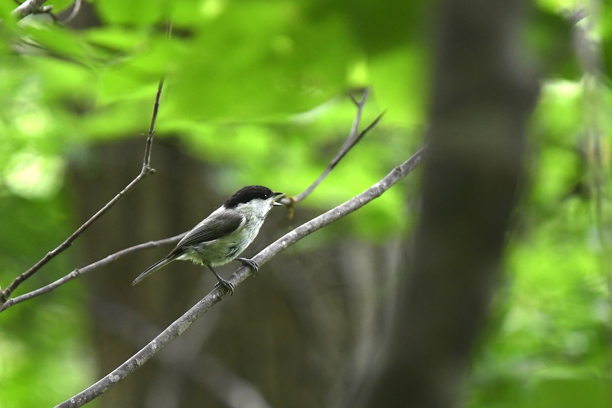 Dağ Baştankarası [montanus grubu] - ML620397335