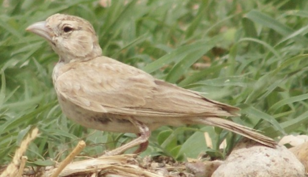 Black-crowned Sparrow-Lark - ML620397337