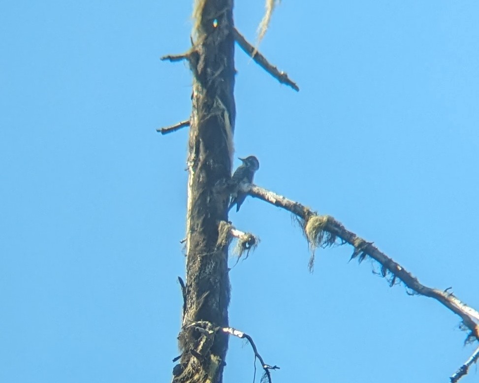 American Three-toed Woodpecker - ML620397342