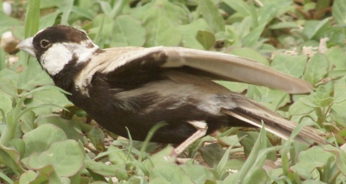 Black-crowned Sparrow-Lark - ML620397346