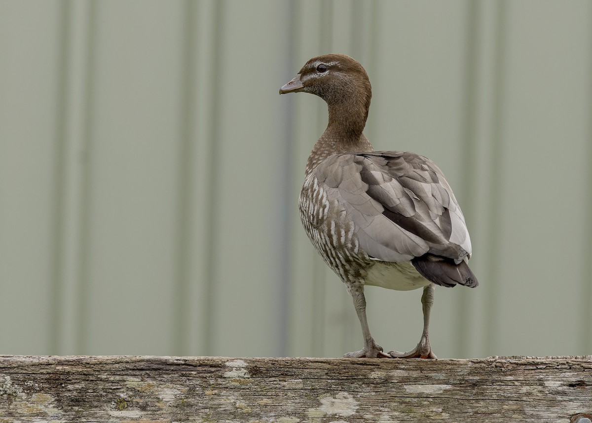 Maned Duck - ML620397348