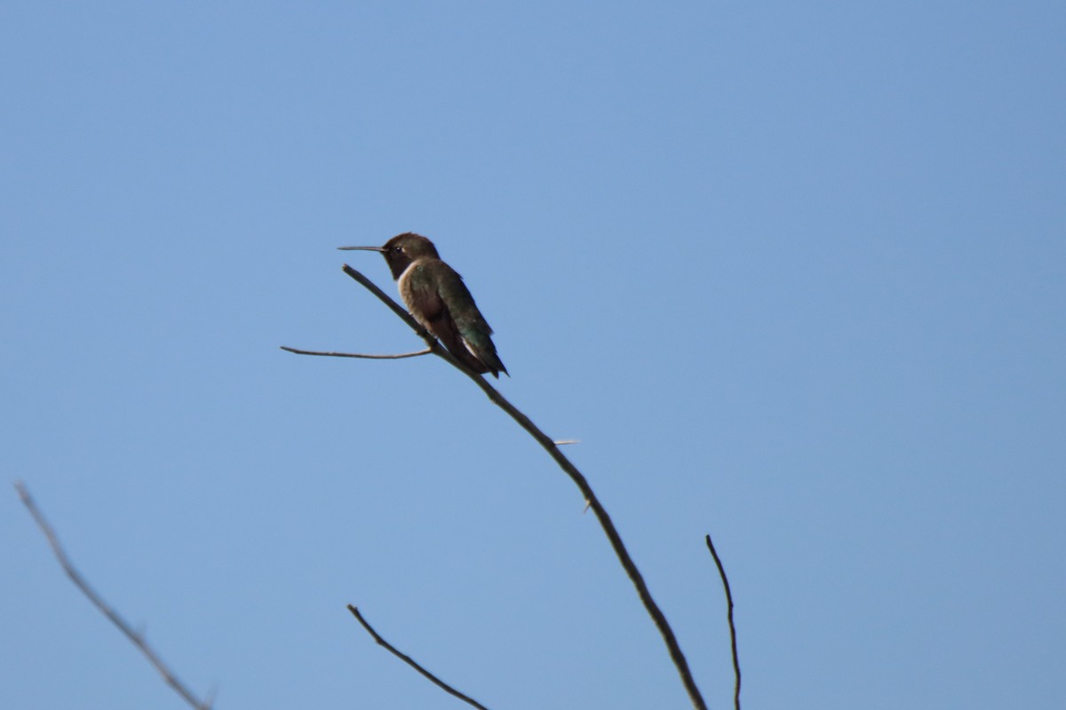 Black-chinned Hummingbird - ML620397354