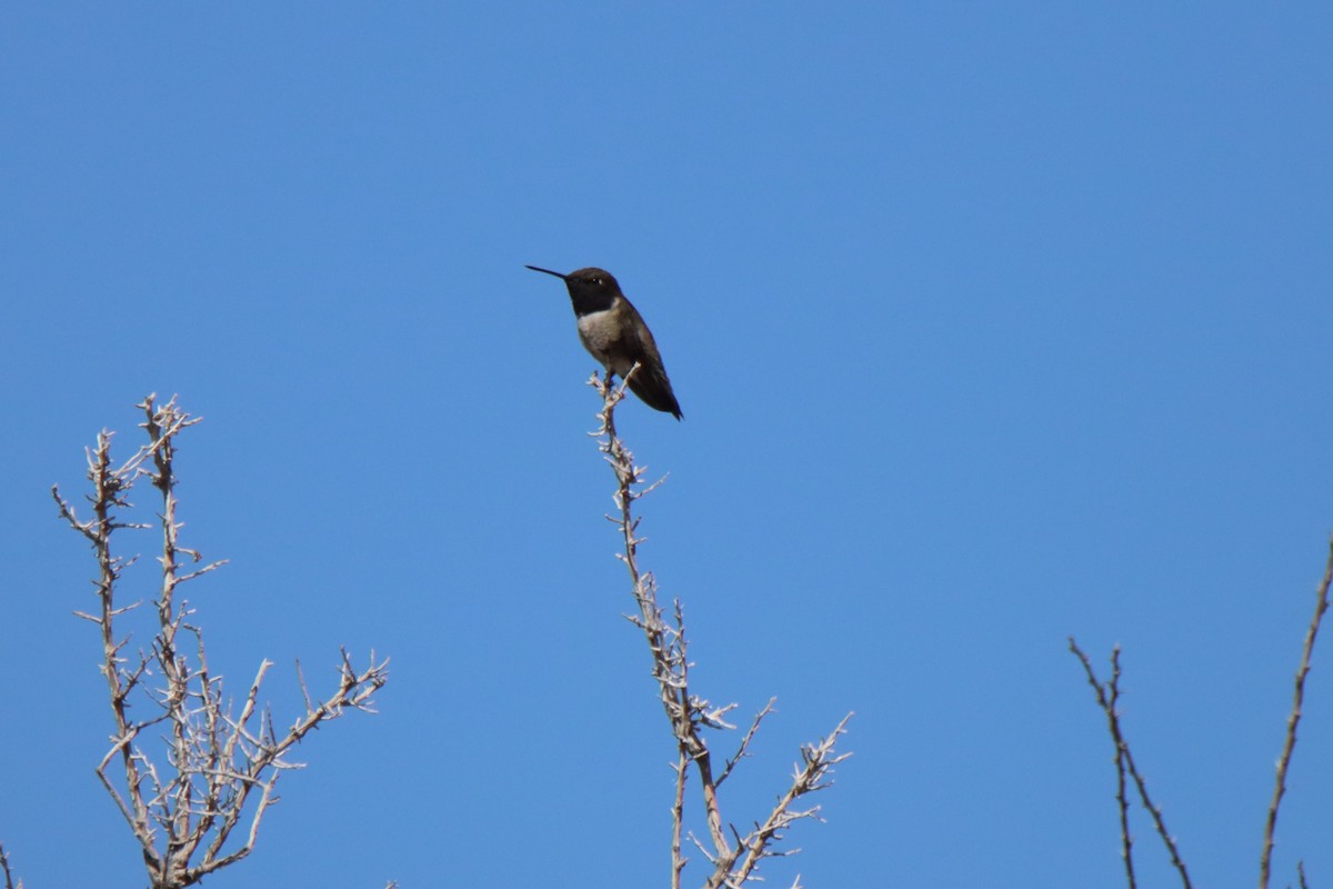 Black-chinned Hummingbird - ML620397355