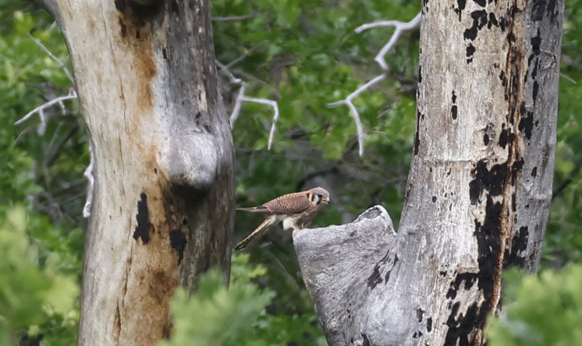 American Kestrel - ML620397362