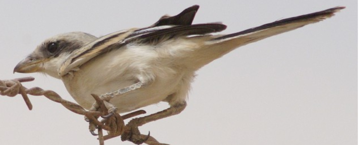 Great Gray Shrike - ML620397376